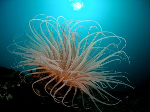 Tube anemone in Bali. Interestingly, a tube anemone isn&rsquo;t really a sea anemone at all, but