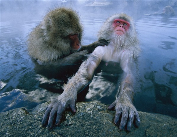 Snow monkeys jigokudani