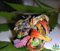 lovergirltales:  welovetheherb:  Juicy Fruity Marijuana Bud   