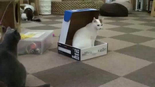 littlehungrywarrior:  korpuskat:  videohall:  Cats are way more stupid than people give them credit for  I was too busy laughing at the cat with a lion cut  #its a deliberate act of spite not stupidity 