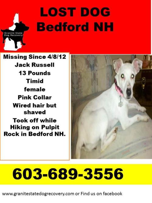 bankston:  MISSING DOG NEAR BEDFORD, NEW HAMPSHIRE.   Granite State Dog Recovery Missing Jack Russell in Bedford NH in the area of Pulpit Rock. Female Jack Russell wearing a small pink collar that is 13 pounds/ Brown Eyes and Block dots on Ears. Last
