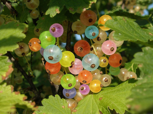treespeech:  gooseberry 