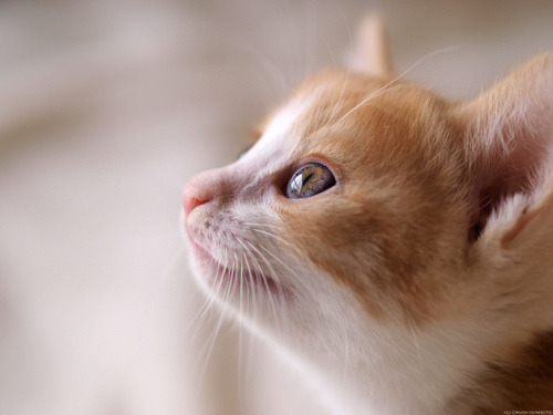 Sweet Little Kittens