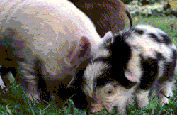 darbyxxxrose:  disgustinghuman:  i want to cry and rub my face all over them  my next pet will be a tini piglet. they are so damn cute!!! This reminds me of the other day and tonight that I saw the same guy in the town over with his lil pet goat..fucking