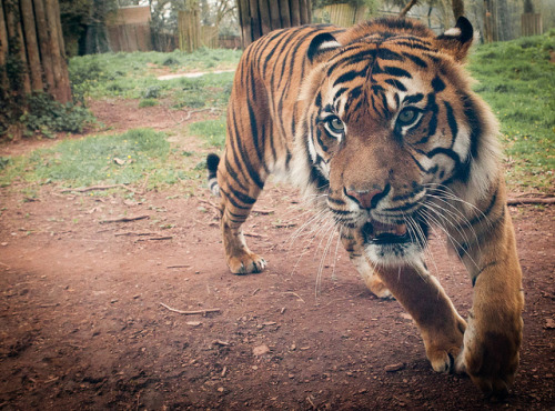 tigersandcompany:Sumatran Tiger (by JasonBrownPhotography)