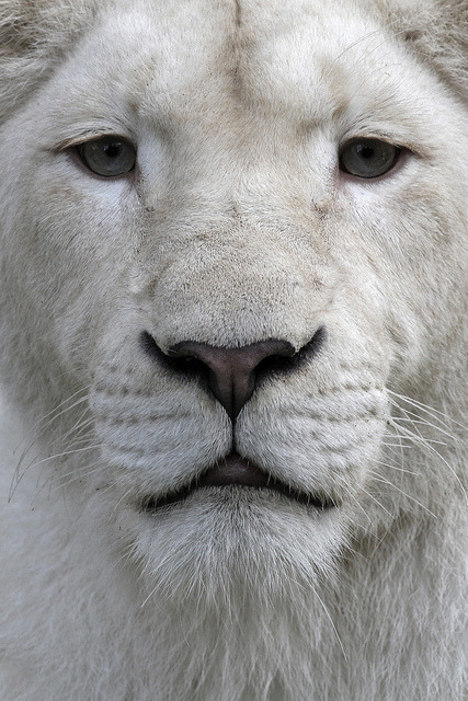 animalgazing:  The white lion. by dirkjankraan.com on Flickr. The white lion is not a distinct subspecies, but a special morph with a genetic condition, leucism, that causes paler colouration akin to that of the white tiger; the condition is similar to