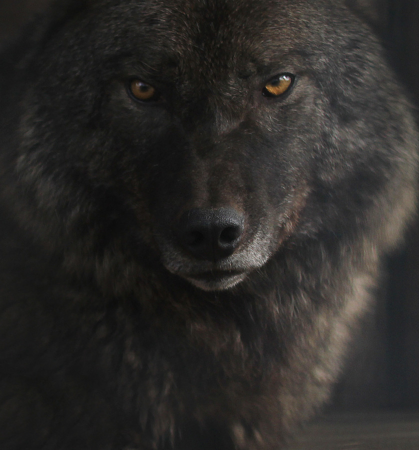 headlesssamurai:  “The Wild still lingered in him and the wolf in him merely slept.”