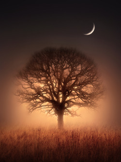 lori-rocks:   Tree of Light Jenny Woodward  