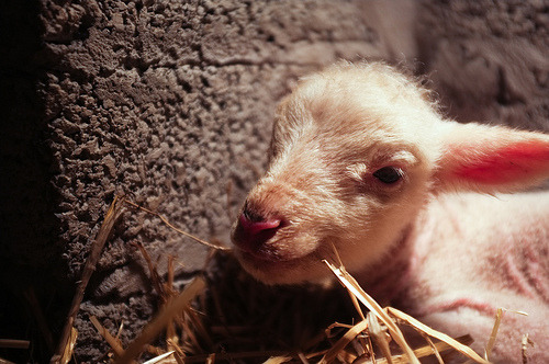 Newborn Lamb (by DanielMooreGraphics)