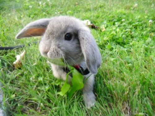 Hi little bunny. Why are your ears so flat? fuckyeahcuteanimalss: (via Cute Overload :D)