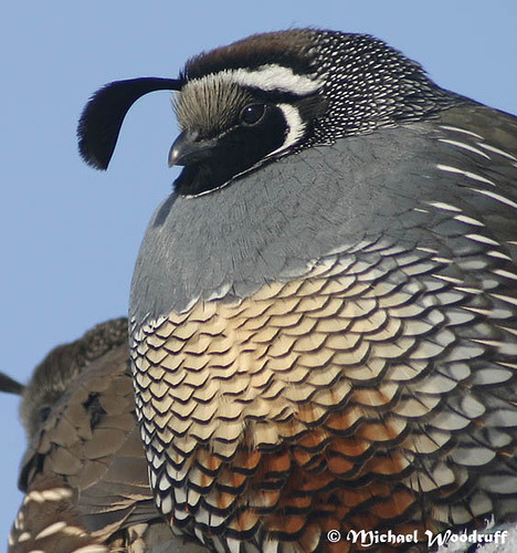 Porn Pics dragonnaga:  fairy-wren:  california quail