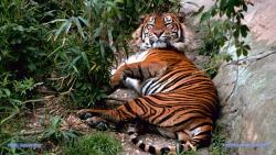 llbwwb:  Bengal Tiger Photo by Gary M.Stolz,