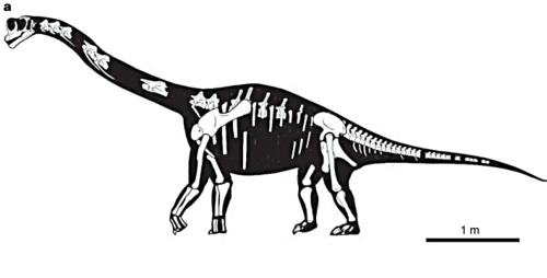 Europasaurus Reconstruction by Gerhard Boeggemann When: Jurassic (~ 156 - 151 million years ago) Whe