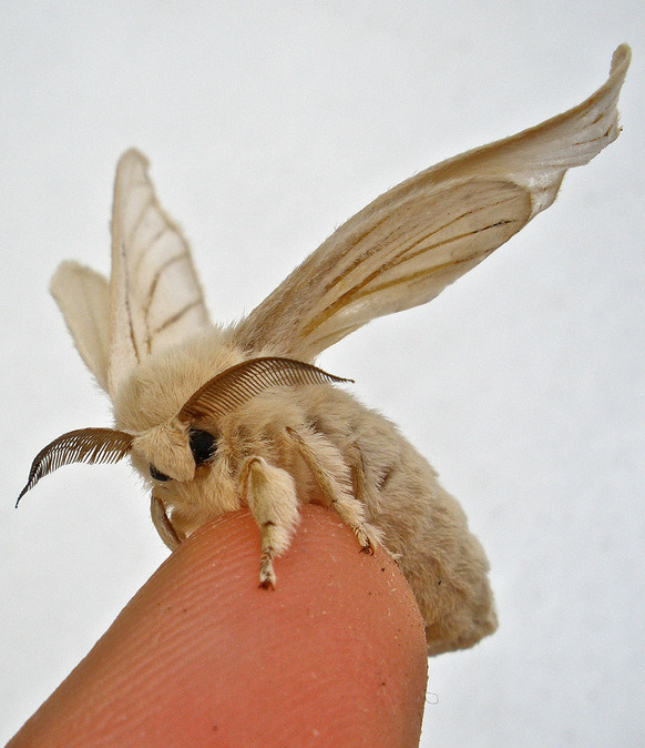 the-moth-princess:Bombyx mori