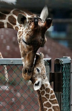constantconstellations:  A mother giraffe and her baby :) 