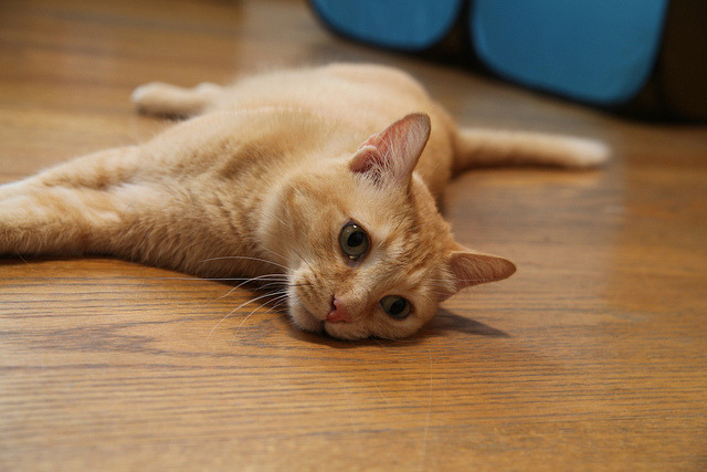 meow.