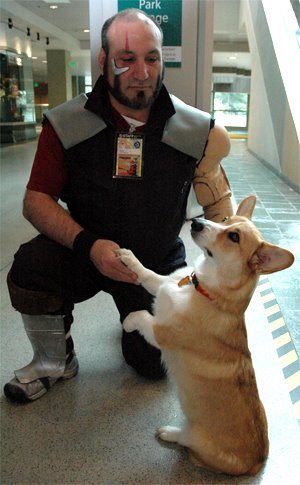 still-waiting-for-it:This corgi is the best cosplayer I have ever seen.Just look at the resemblance.