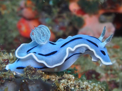 mad-as-a-marine-biologist: Chromodoris willani by Samantha Craven This species of nudibranch is nam