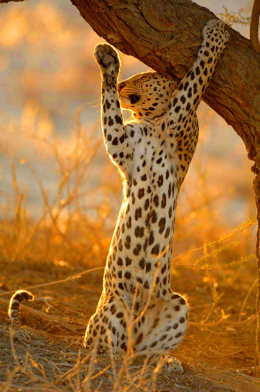 raisedbyw0lvess:   bear-fruit:  Hannes Lochner  |  Original   morning stretch 