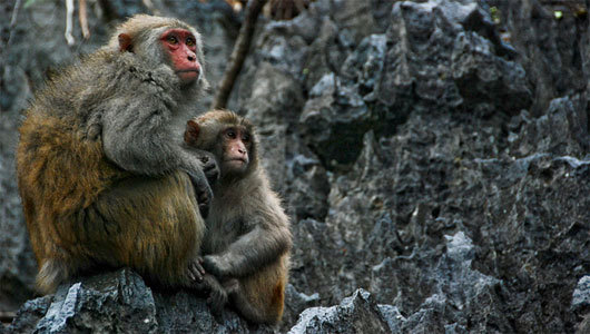 Being bullied impacts monkey’s immune system
Rhesus macaques monkeys genes related to immunity and inflammation were expressed in higher levels when they were in a socially tense situation.