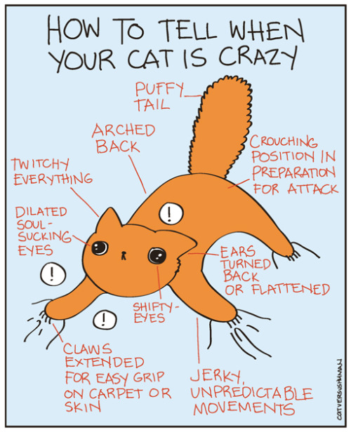 catversushuman:  WARNING:  DO NOT attempt to force cuddle them while on crazy mode. 