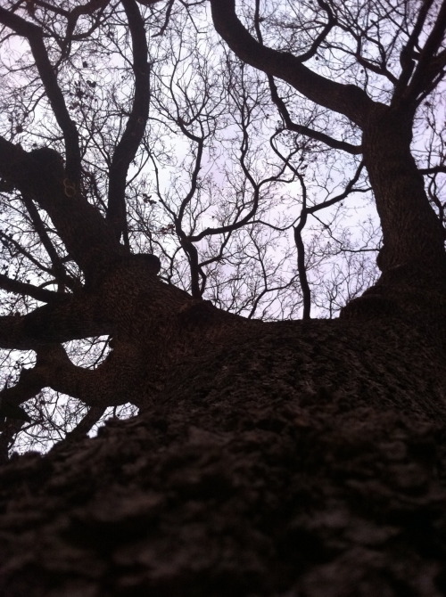 flora-file: This Plant # 7 (aka Our Big Old Valley Oak) (by flora-file) Valley Oak - Quercus lobata