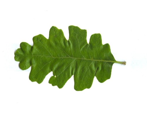 flora-file: This Plant # 7 (aka Our Big Old Valley Oak) (by flora-file) Valley Oak - Querc