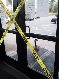 fat-birds:  boristhebird:  caution  ahaha