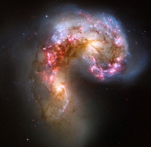 crookedindifference: The Antennae galaxies (NGC 4038 &amp; 4039) This NASA Hubble Space Telescop
