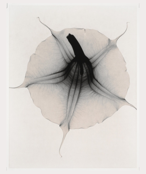 mondonoir:
“ Judith McMillan
Optic Exploration: Bugmansia x candida (Angel’s Trumpet), 2000
Gelatin silver print, toned
”