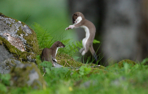 pyreo:  c-ocoon:  Stoat or Ermine (Mustela erminea), youngs playing in Aran valley,