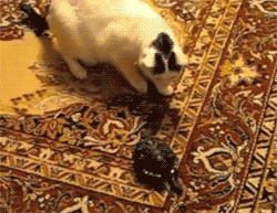 the-absolute-funniest-posts:  derpycats: Suddenly, the hunter became the hunted.