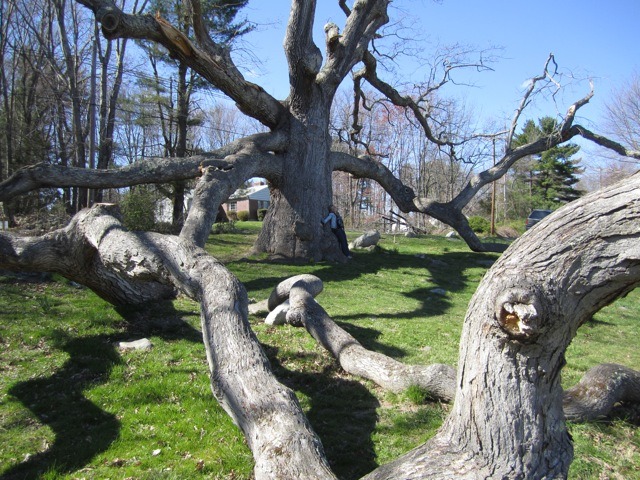 450 year old oak tree.