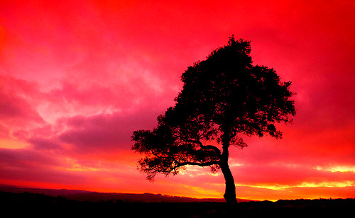 Landscape & Animals