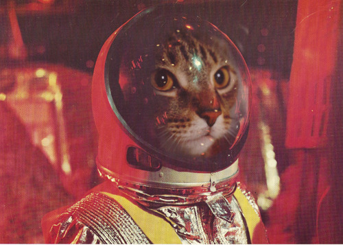 CAT SCIENTISTS OF THE 1960S