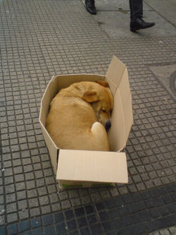 chucrutypilsen:  Perro durmiendo en una caja en la Alameda en Santiago. 