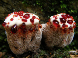 My most favorite fungus- Hydnellum Peckii or the strawberries and cream mushroom