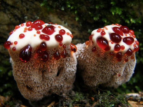 Porn My most favorite fungus- Hydnellum Peckii photos