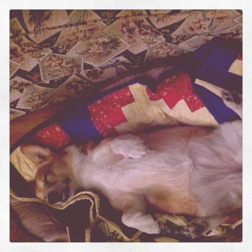 #sleepy #corgi loves her new bed. (Taken with instagram)