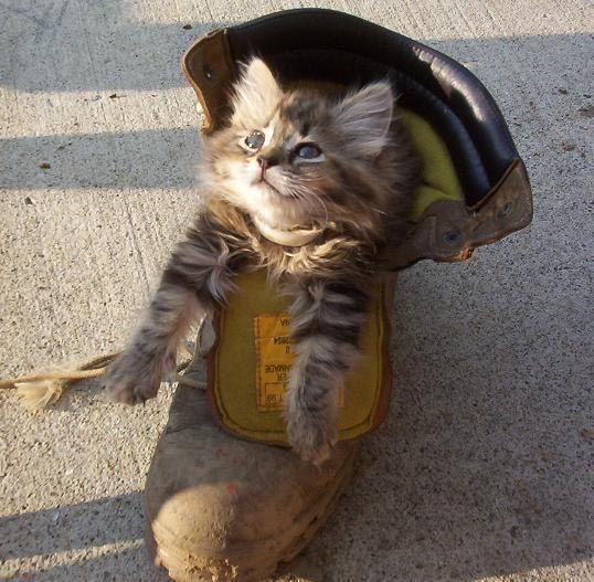 Cats Land