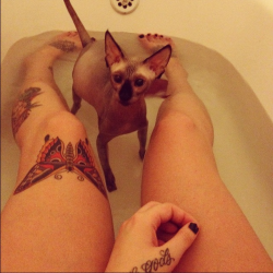 sphynx-momma:  this is still happening. preggo sasha takin baths. 