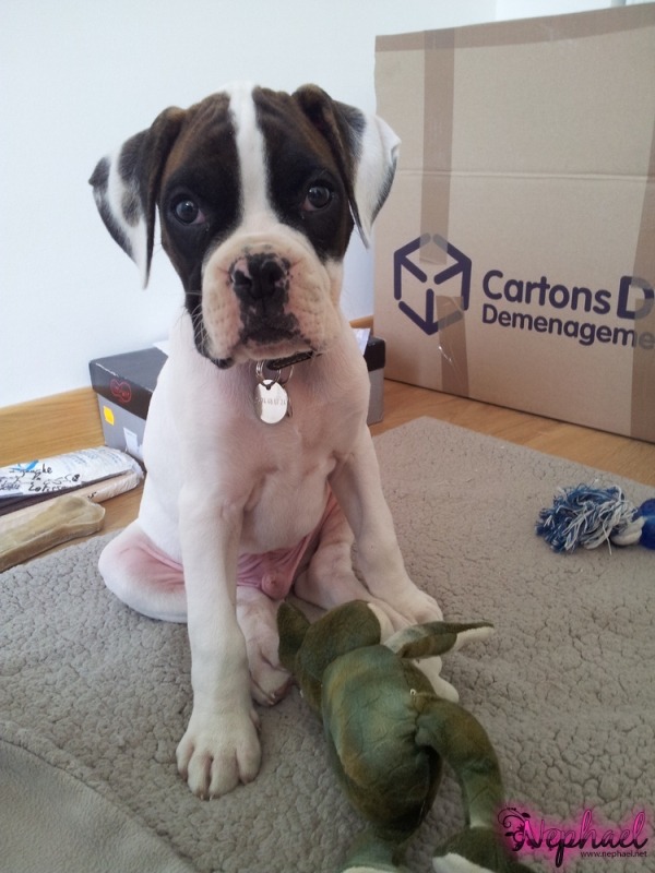 Je vous prÃ©sente #Perceval mon chiot Boxer ! #leplusbeautoutoudumonde