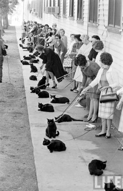 carmellobello:  Black cat auditions in Hollywood in 1961.  (via) 