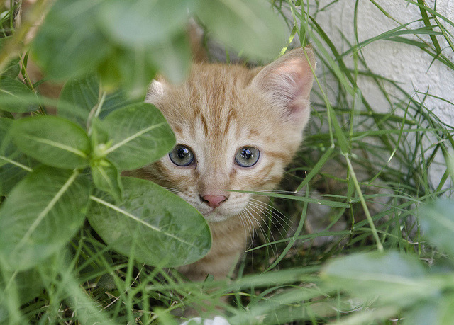 everybody wants to be a cat