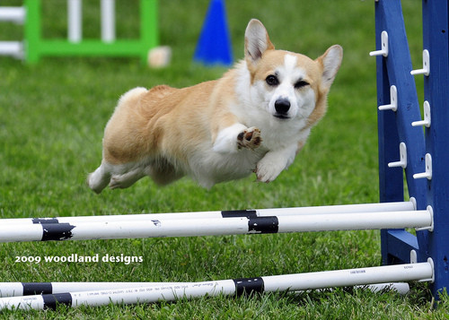 roastings:  onceler-in-a-lifetime:  macabremechanics:  queen-moriarty:  jaffacakez:  Ridiculously Photogenic Dog  Corgi Watkins Little  Cunt Destroyer  He probably belongs to Zeddie Little  i’m gonna piss 