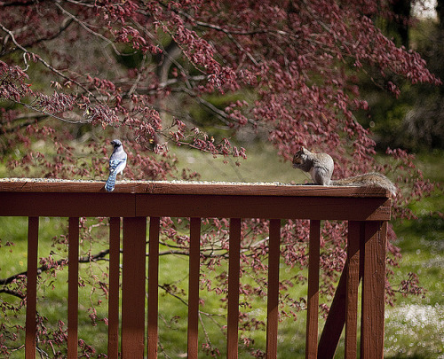 (untitled) Spring has sprung at the house!