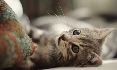 everybody wants to be a cat