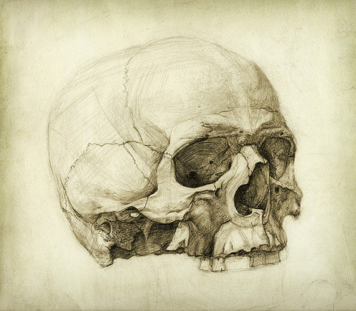 portionsofeternity:  Skull study by Yaroslav Gerzhedovich 