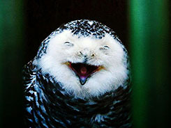 fabulouslyunderdeveloped:  esslaurent:   A photoset of smiling owls.  The second one is my favorite. It’s like “I’M HAVING MOUSE TOOONNIIIIIIIIGHT”  THIS IS LIKE THE FOURTH KIND when the patient describes the owl/alien as “looking down on me