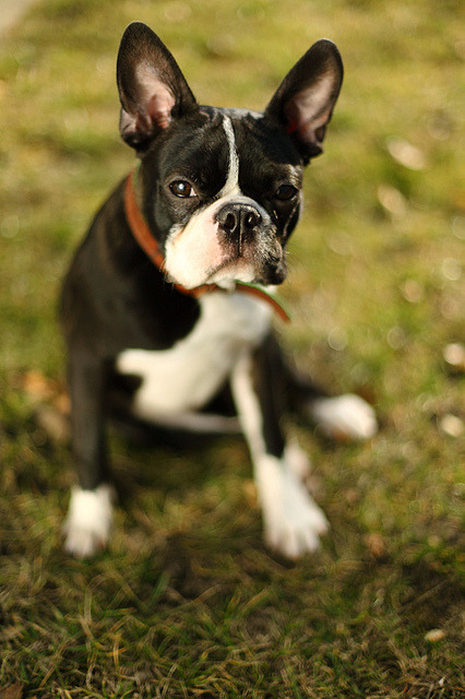 handsomedogs:  Boston Terrier Originating from Boston, MA (US), the Boston Terrier was bred from an English Bulldog and an English White Terrier. The English White Terrier, now extinct, was used in the 18th century to create other terriers such as the